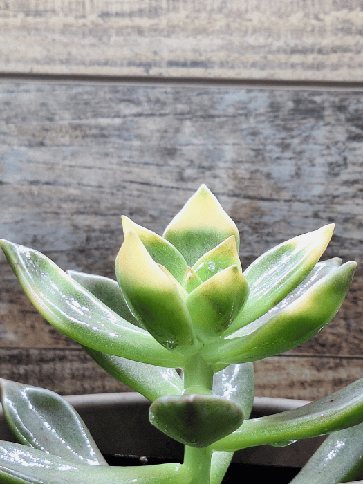 M✧succulent ·͜· ︎︎ᕷ 🌱Anthurium Angels Dream × forgetii【small select】🌱 my hybrid